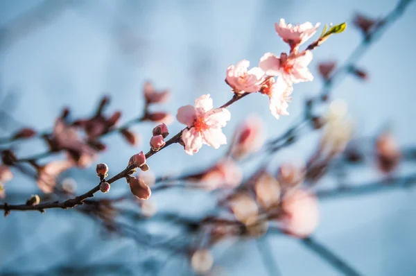 Våren persiko träd blossom — Stockfoto