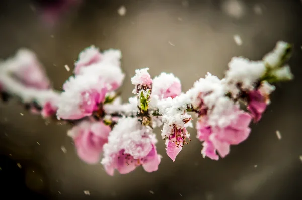 Peach blossom in snow — Stock Photo, Image