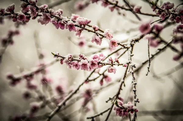 Peach blossom in snow — Stock Photo, Image