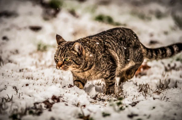 Kočka ve sněhu — Stock fotografie