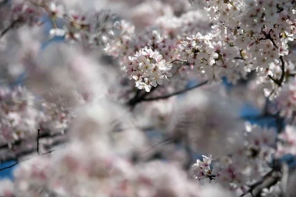 Våren Blom — Stockfoto