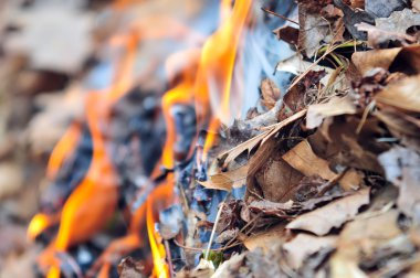tehlike burning yaprakları