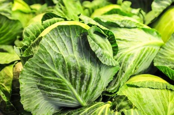 Close-up of fresh cabbage in the vegetable garden — Stock Photo, Image