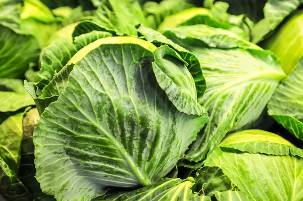 Großaufnahme von frischem Kohl im Gemüsegarten — Stockfoto