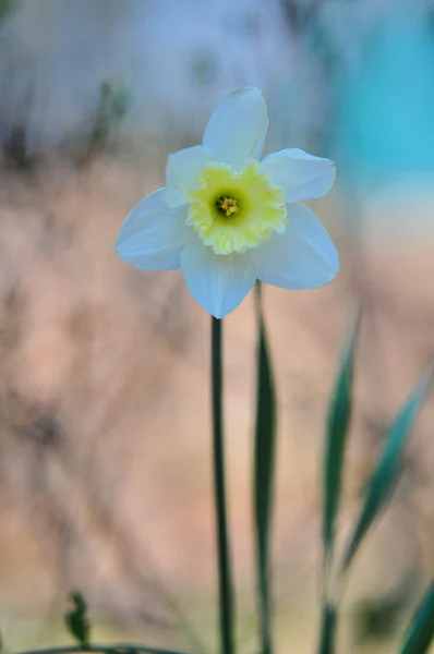 Dafodil — Stok fotoğraf