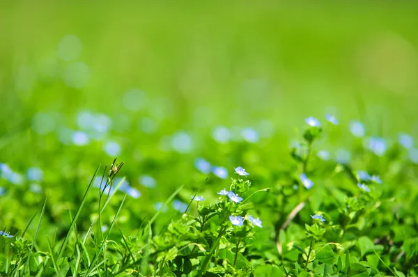 Esquecer-me-não flores azuis em grama verde com gotas de água em — Fotografia de Stock