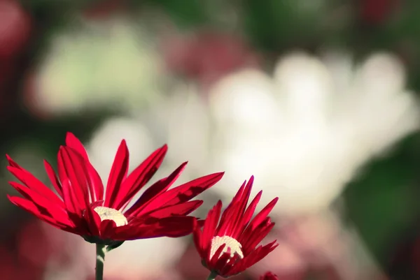 Fleur dahlia colorée rouge — Photo