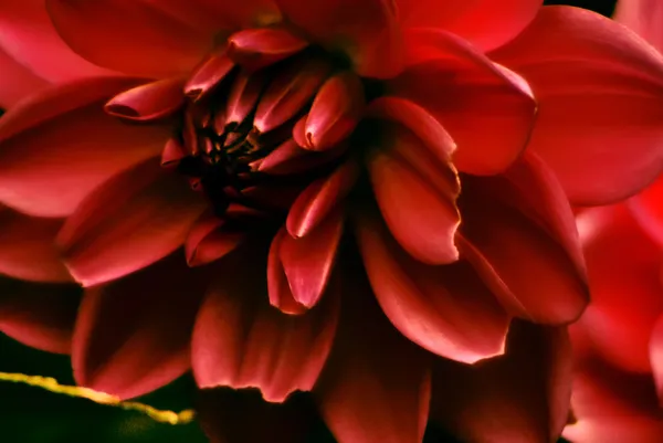Bunte Dahlienblüte rot — Stockfoto