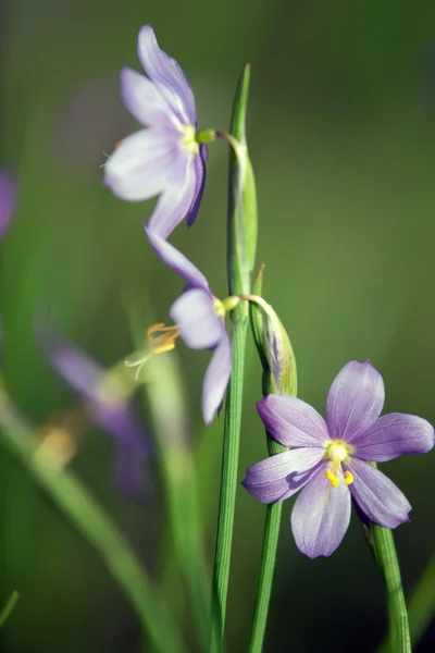 第一个春天的花朵-绵 siberica — 图库照片