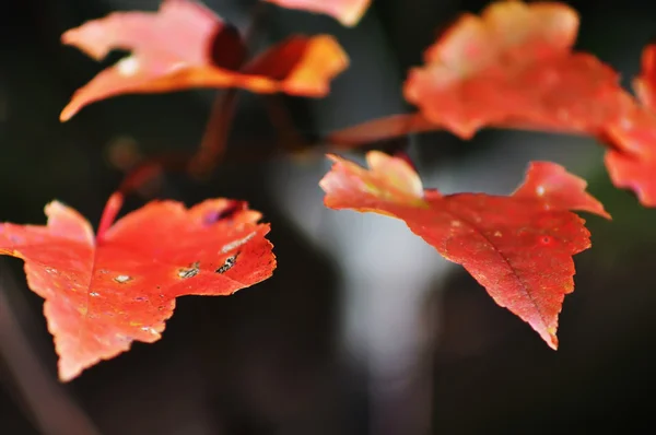 Laranja folhas de outono macro — Fotografia de Stock