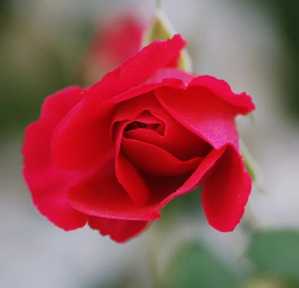 Red rose bud — Stock Photo, Image