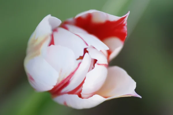 Witte tulip met rode randen — Stockfoto