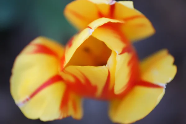 Tulipanes rojos con bordes amarillos sobre fondo oscuro —  Fotos de Stock