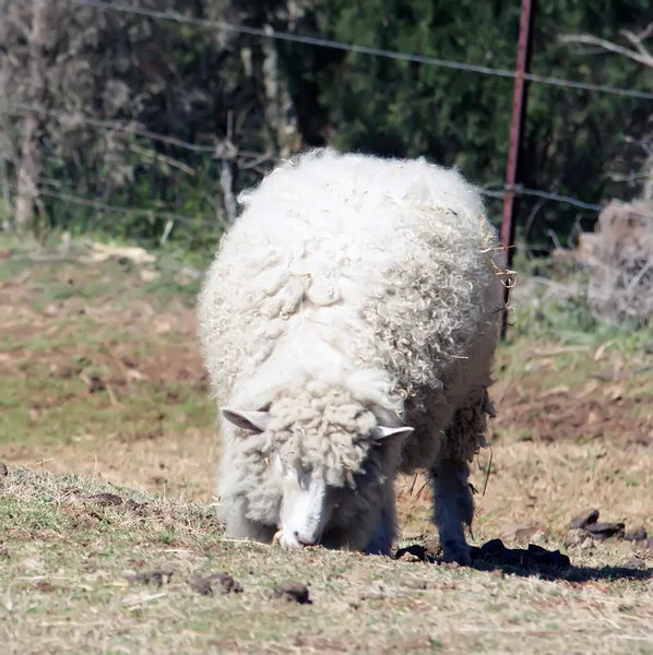 Ovce jedí trávu na farmě — Stock fotografie