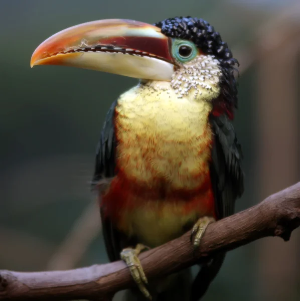 Tucan bird sitting on branch at the zoo — Stock Photo, Image