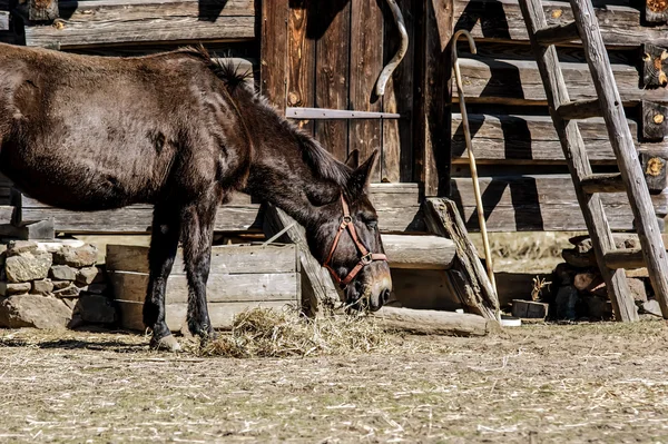 Kůň stojící poblíž stabilní — Stock fotografie