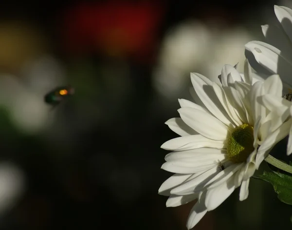 Close up of white daisy — Stock Photo, Image