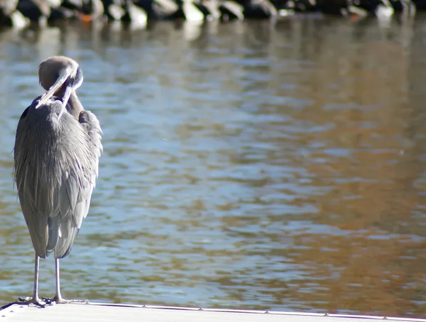 Blue heron stoi w płytkiej wodzie przy tym piór — Zdjęcie stockowe