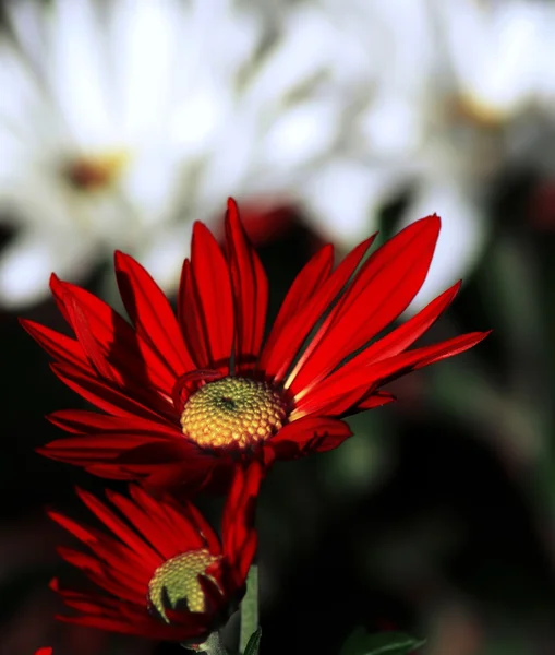 Flores de margarita roja —  Fotos de Stock