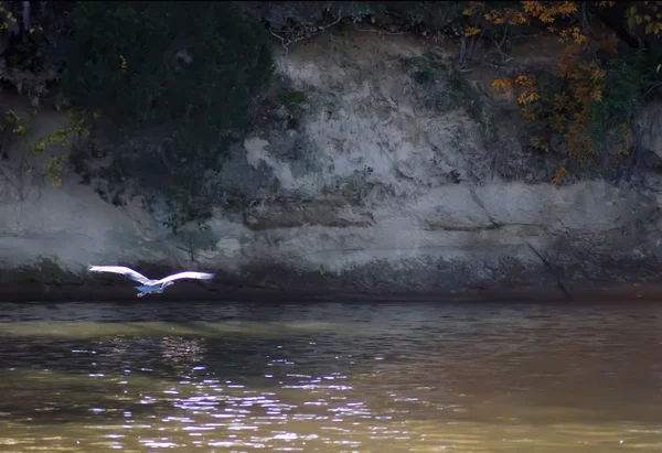 Blue heron létání na malebné pozadí — Stock fotografie