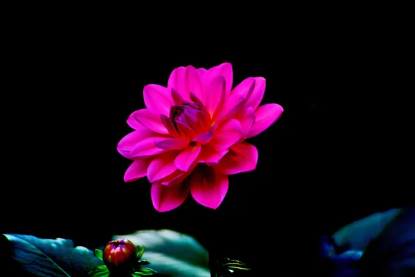 Colorful dahlia flower red with black background — Stock Photo, Image