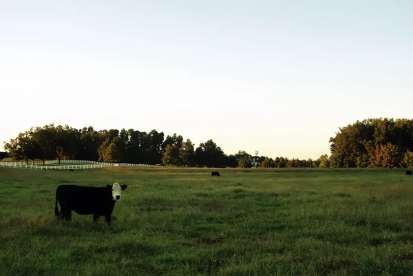 Kráva a trávy na statku pole — Stock fotografie