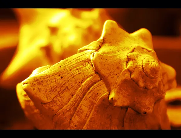 Makroaufnahme einer schönen gelben Muschel — Stockfoto