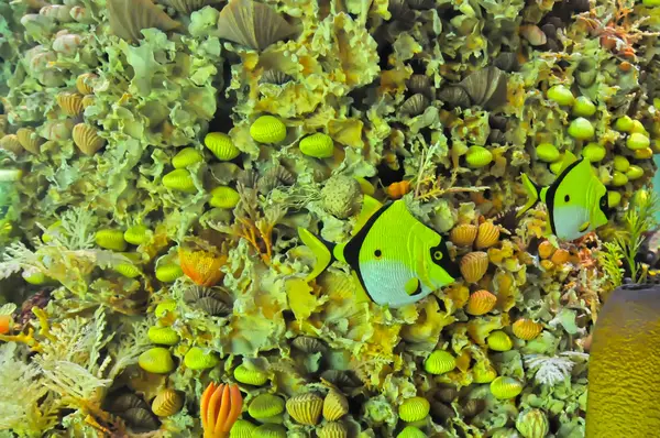 Recifes de corais subaquáticos vida marinha — Fotografia de Stock