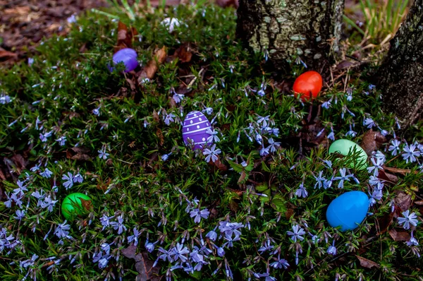 Easter eggs hidden in backyard — Stock Photo, Image