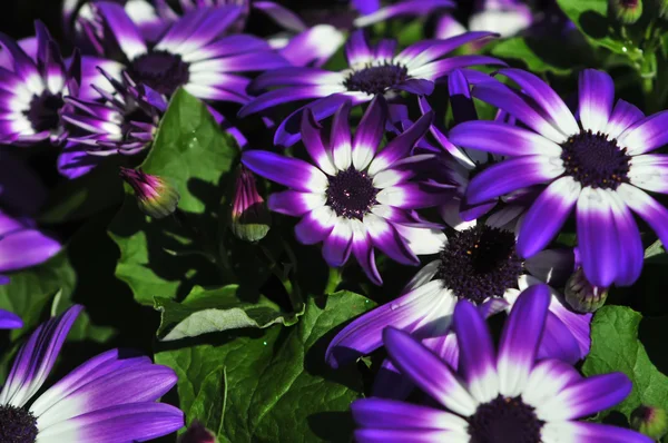 Wibrujący jasny fioletowy z białe kwiaty daisy — Zdjęcie stockowe