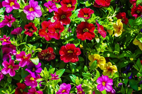 Kompozycja z kwiatów letnich — Zdjęcie stockowe