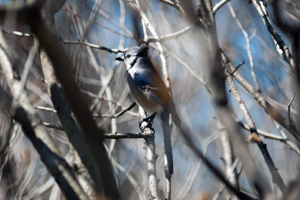 Ein blauer Eichelhäher in einem Baum — Stockfoto