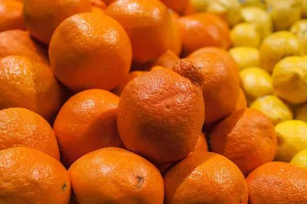 Čerstvé a barevné minneola tangelo ovoce honeybell na displeji — Stock fotografie