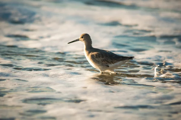 Willet waden door de oceaan schuim — Stockfoto