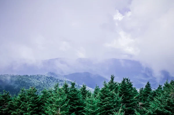 Montagne fumose cime degli alberi — Foto Stock