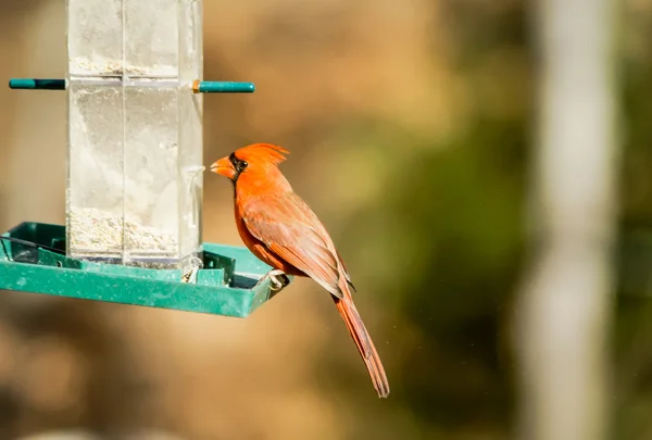 Kardinalvogel am Vogelfutterhäuschen — Stockfoto