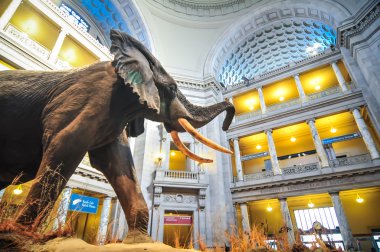 Doğal Tarih Müzesi Washington rotunda iç görünüm