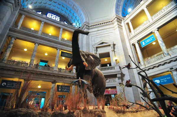 Interior view of rotunda of Natural History Museum in Washington — Stock Photo, Image