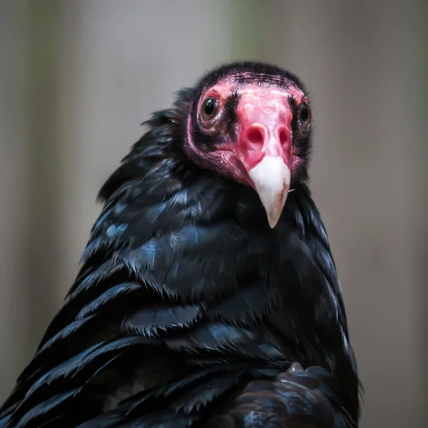 Portrait Turkey vulture (Cathartes aura) — Stock Photo, Image