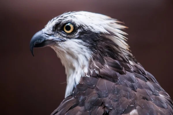 Perfil de halcón — Foto de Stock