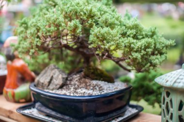 bir tencerede minyatür bonsai Japon ağacı