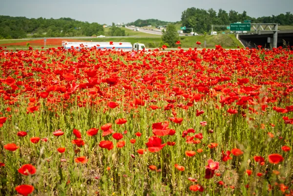 red poppy field near highway road