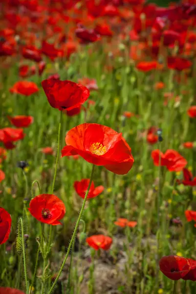 Mohnfeld — Stockfoto