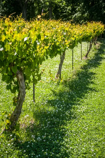 Granja vitivinícola — Foto de Stock