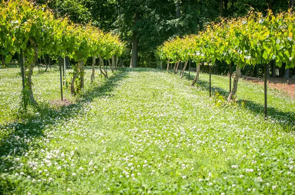 Wijngaard boerderij — Stockfoto