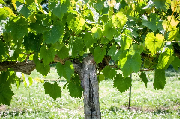 Granja vitivinícola — Foto de Stock