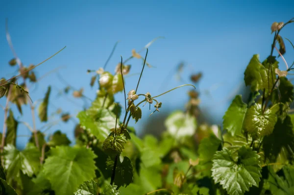 Azienda viticola — Foto Stock