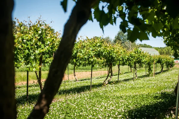 Granja vitivinícola — Foto de Stock