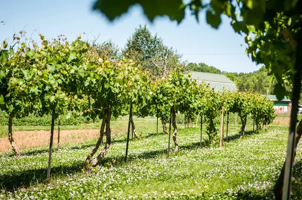 Granja vitivinícola — Foto de Stock