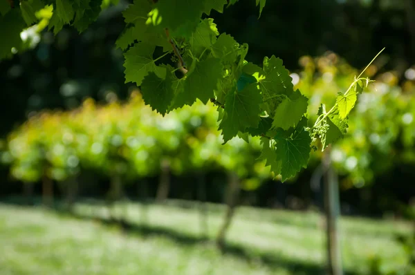 Granja vitivinícola — Foto de Stock